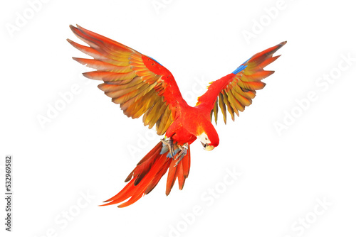Scarlet macaw parrot flying isolated on white background. © Passakorn