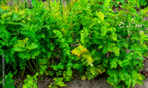 Leaves of Parsnip growing in a garden (Pastinaca sativa)
 photo