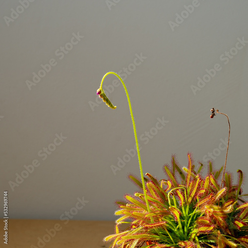 Close up of Cape sundew (Drosera capensis)
 photo