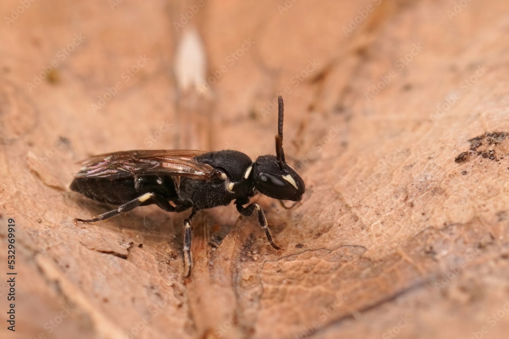 Closeup on a small black yellow maked bee, Hylaeus communis Closeup on a small black yellow maked bee, Hylaeus communis
