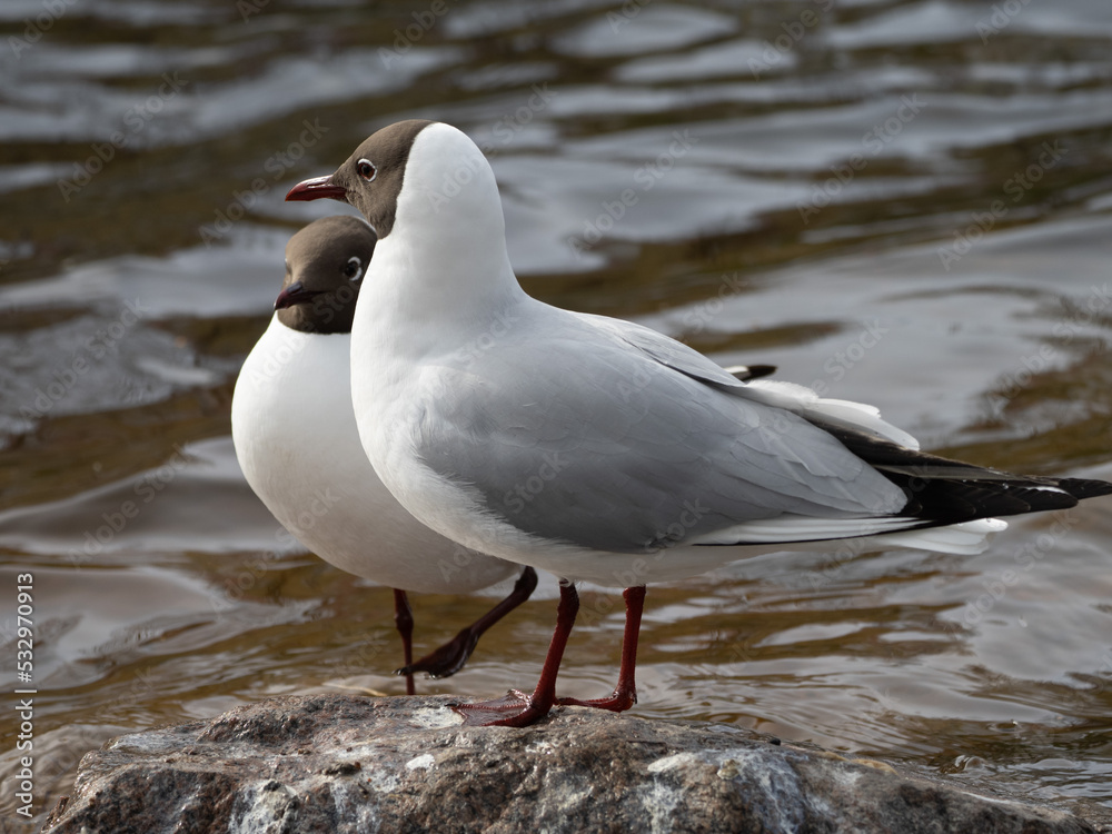 black headed gull