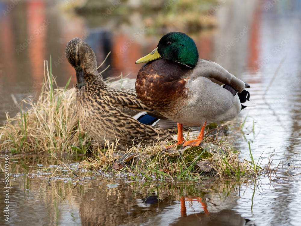 duck on a pond