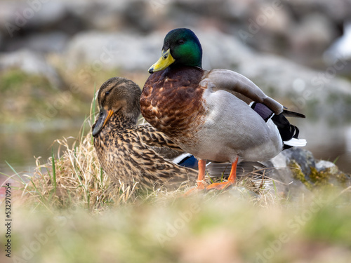 duck on a pond