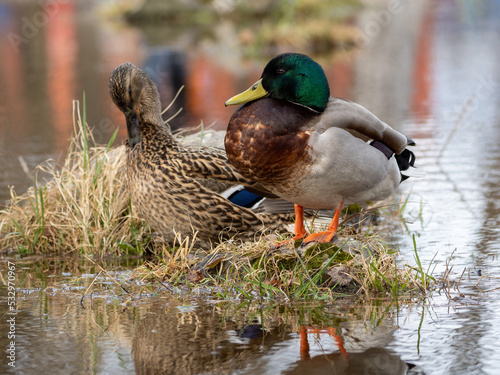 Obraz na płótnie duck on a pond w salonie