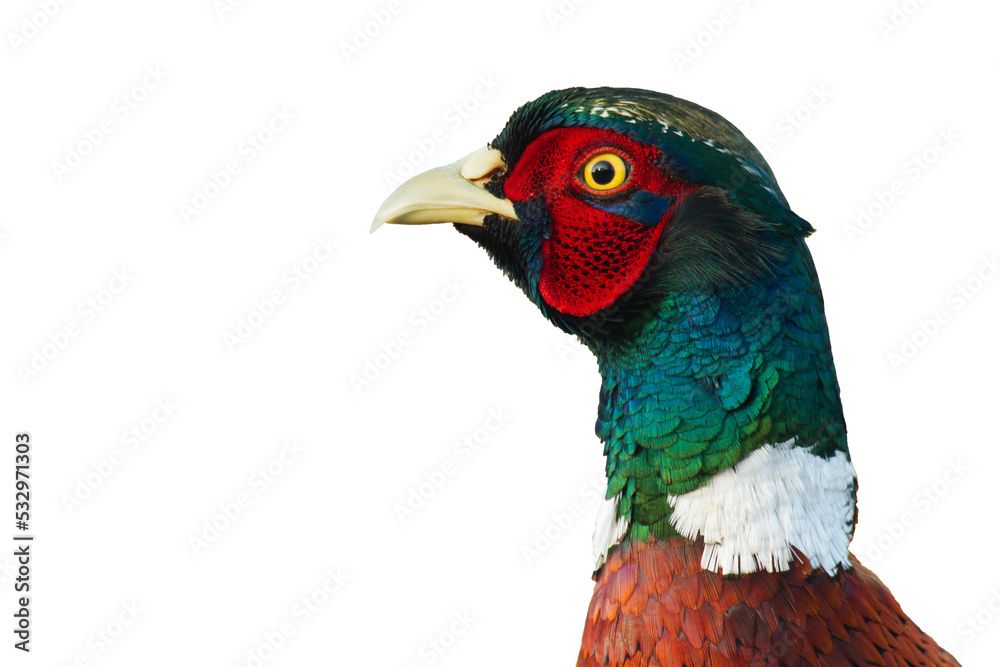Fototapeta premium head Common pheasant (Phasianus colchicus) Ring-necked pheasant isolated on white background close-up