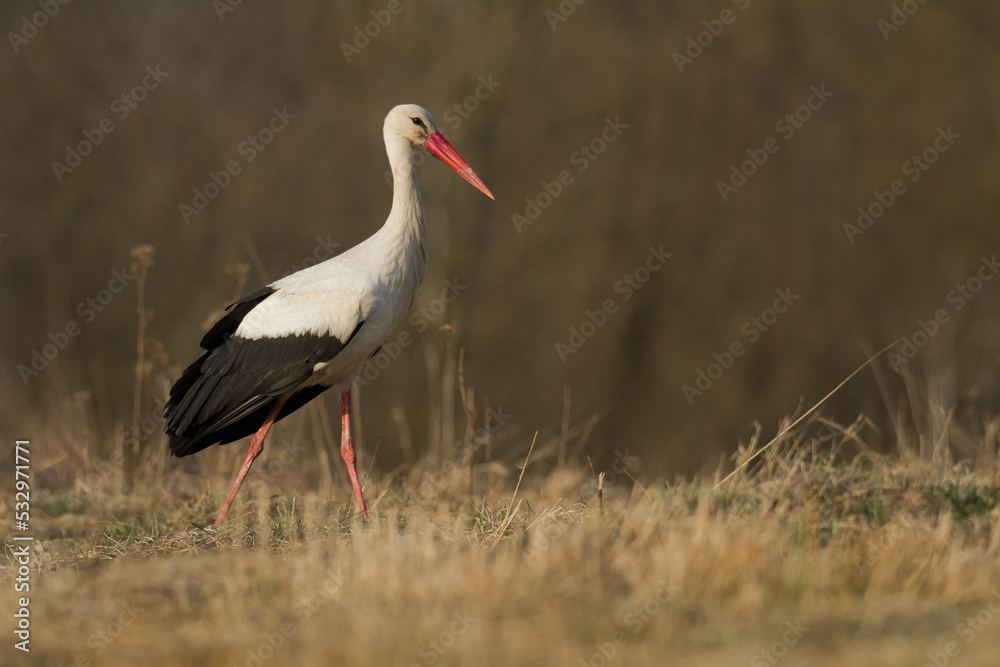 Naklejka premium A white stork Ciconia ciconia walking among green meadow