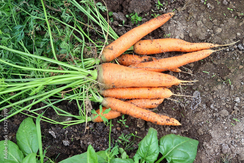 Dug up carrots lie in the garden. Organic farm, farming and harvesting concept
