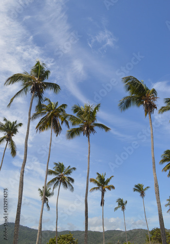 tropical palm trees of a beach in the caribbean sea © gustavo