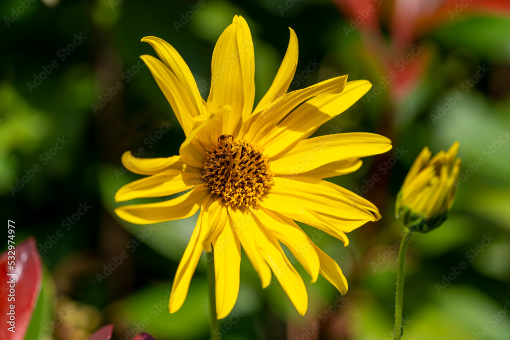fleur de topinambour