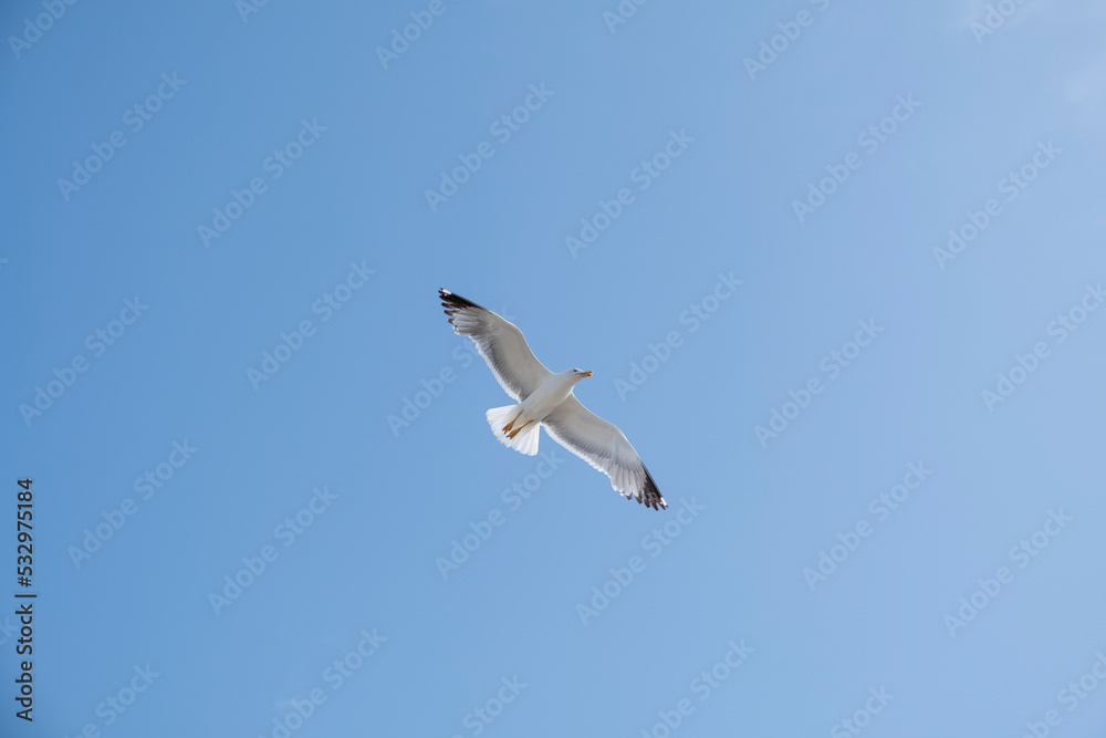 A lonely seagull flies over the blue sky. Seagull hunting fish over the sea.