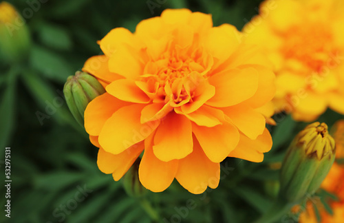 Closeup of a Beautifully Blossoming Marigold Flower