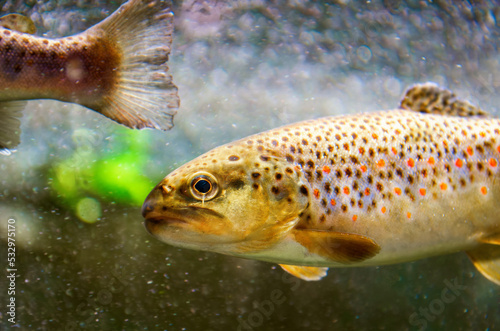 Truite fario( Salmo trutta).