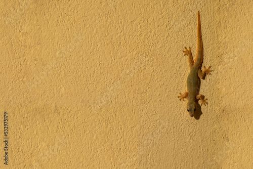 LizardLizard on the wall of the house