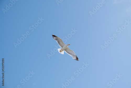 A lonely seagull flies over the blue sky. Seagull hunting fish over the sea.
