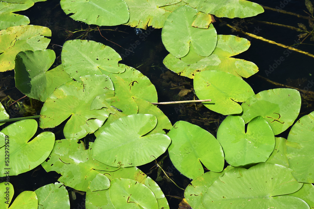 green leaves of water lilies on the dark surface of the lake green leaves of water lilies on the dark surface of the lake