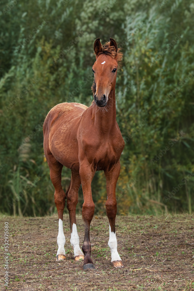 Young bay colt standing in the paddock in summer. Young bay colt standing in the paddock in summer.