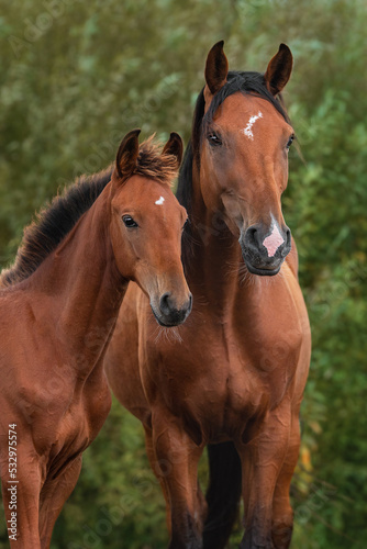 Portrait of two beautiful horses. Mare with a foal in summer.