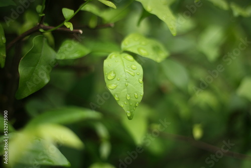 green leaf with water drops