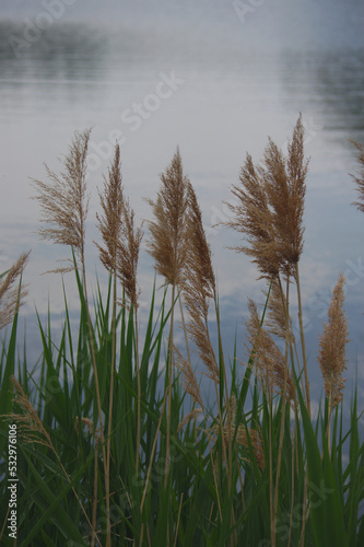 Tall blades of grass by the water