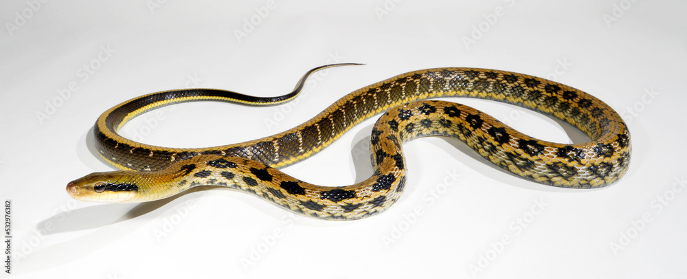Taiwan Beauty Snake // Taiwan-Schönnatter (Elaphe taeniura friesi) Taiwan Beauty Snake // Taiwan-Schönnatter (Elaphe taeniura friesi)