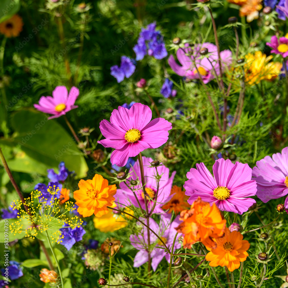 Bunter Mix aus blühenden Pflanzen am Wegesrand im Herbst Bunter Mix aus blühenden Pflanzen am Wegesrand im Herbst