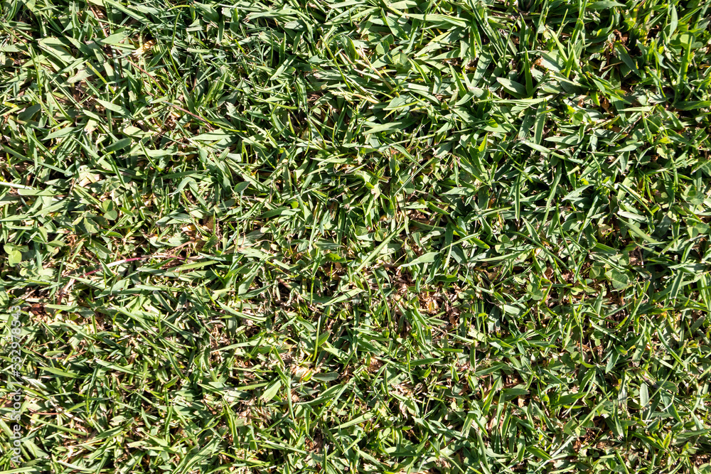 Grass background. Background textures concept. Grass background. Background textures concept.
