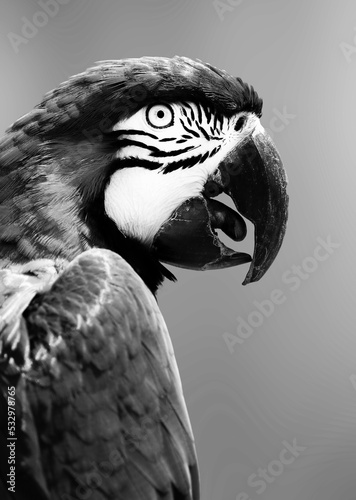 portrait of blue and gold macaw parrot