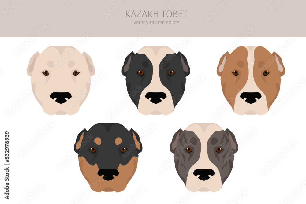 Kazakh Tobet clipart. Different coat colors set