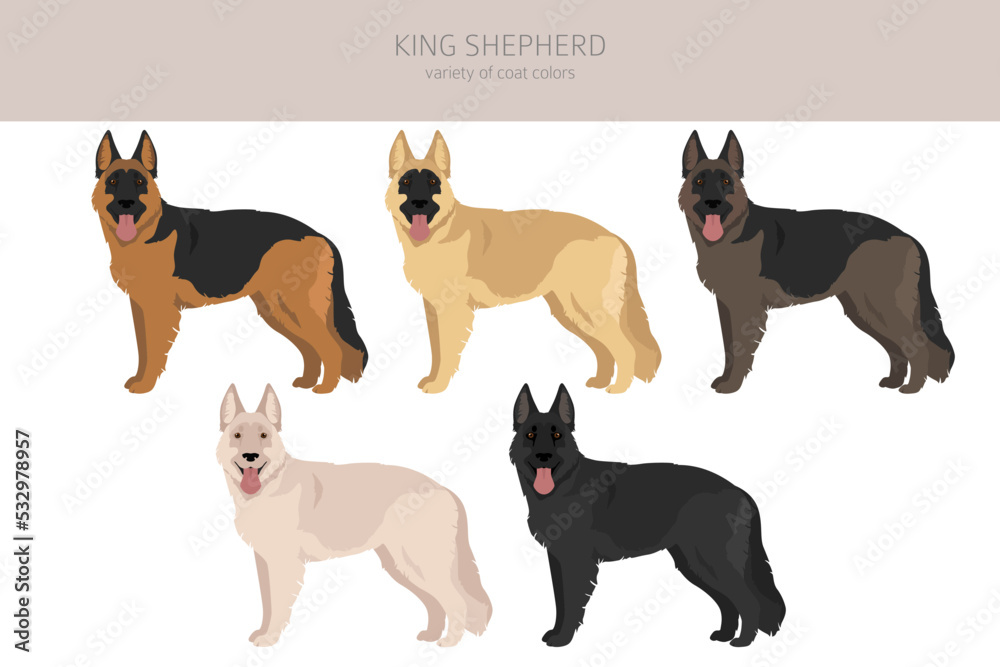 King Shepherd. Variety of German shepherd dog. clipart. Different coat colors set. King Shepherd. Variety of German shepherd dog. clipart. Different coat colors set.
