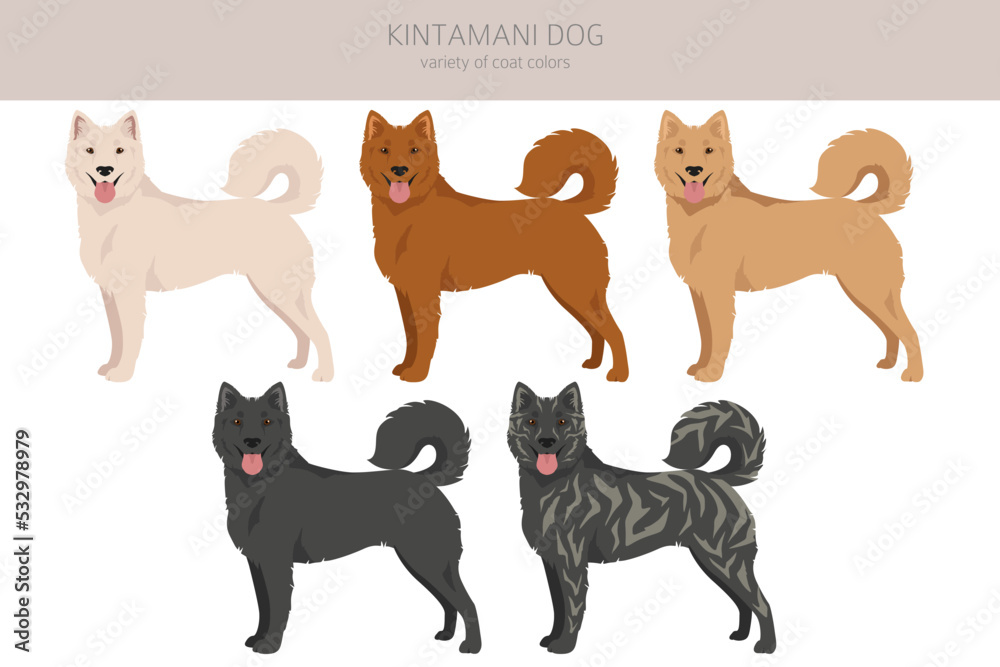 Kintamani Bali dog clipart. Different coat colors set