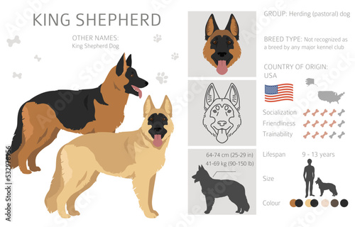 King Shepherd. Variety of German shepherd dog. clipart. Different coat colors set.