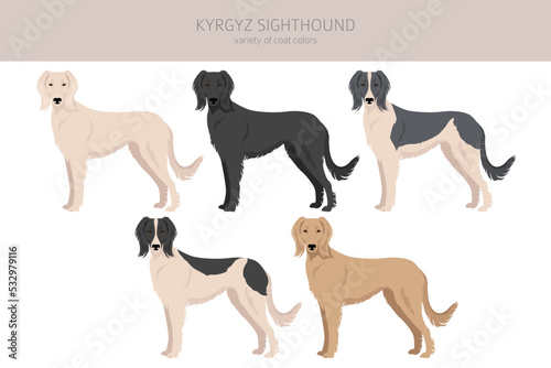 Kyrgyz sighthound clipart. Different coat colors set