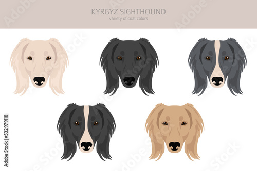 Fototapeta Naklejka Na Ścianę i Meble -  Kyrgyz sighthound clipart. Different coat colors set