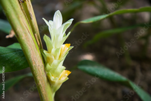 Beautiful Turmeric flower in the garden tree