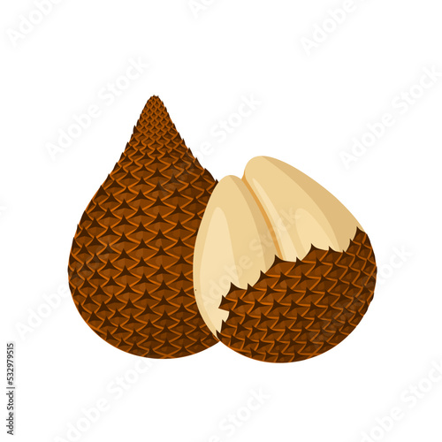 Vector illustration, Salak or snake fruit, scientific name Salacca zalacca, isolated on a white background.