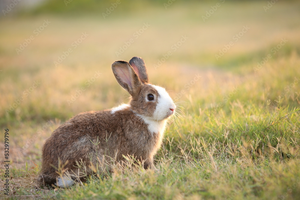 Fototapeta premium Rabbit in green field and farm way. Lovely and lively bunny in nature with happiness. Hare in the forest. Young cute bunny playing in the garden with grass and small flower in dreamy golden light.