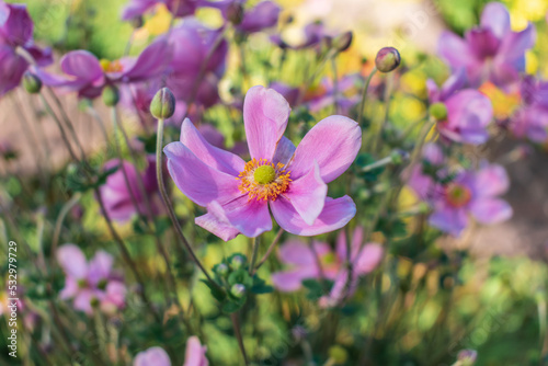 秋の花壇に咲くシュウメイギクの花