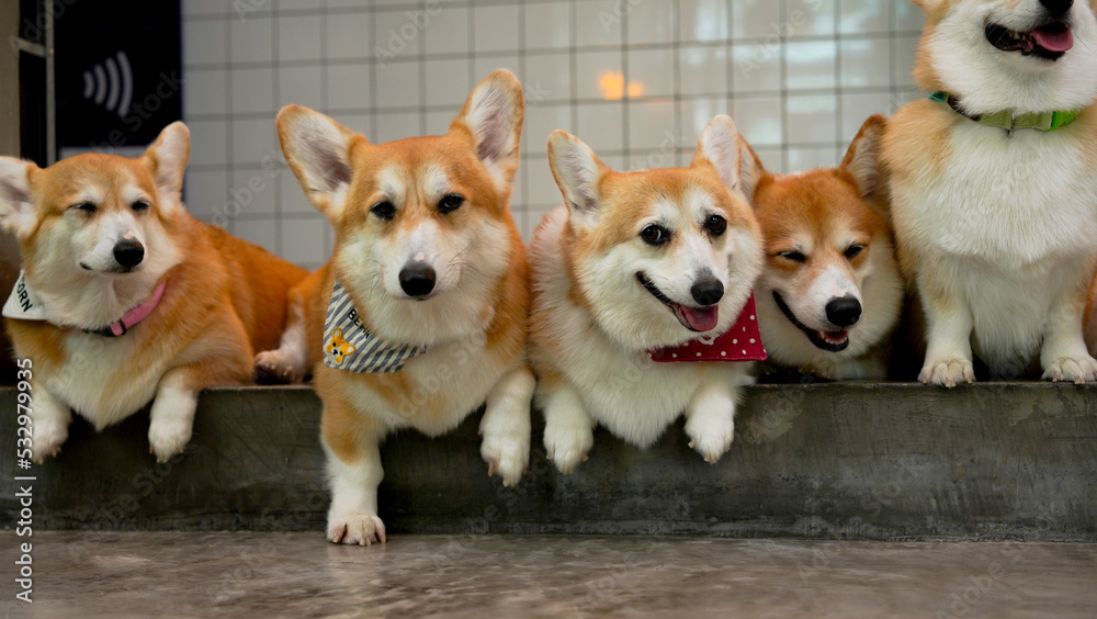Corgi in modern house. Many of Pembroke Welsh Corgi, originated in  Pembrokeshire, Wales. Group of Welsh Corgi or Cardigan Welsh Corgi descend  from northern spitz-type dogs. Photos | Adobe Stock