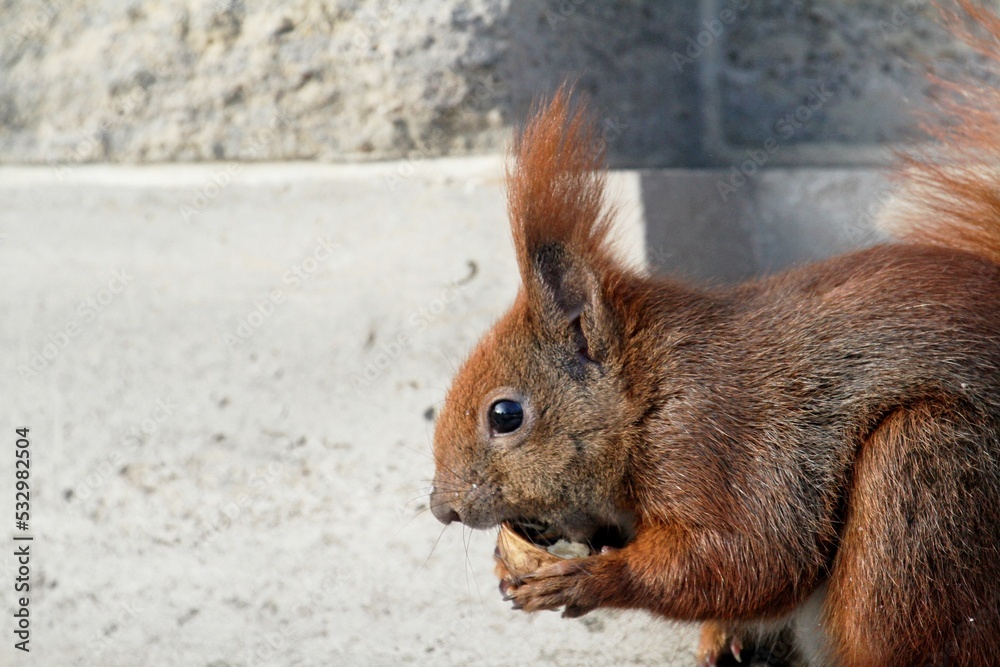 Obraz premium Nahaufnahme Eichhörnchen 