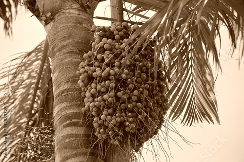 Palme mit Fruchtstand, retro