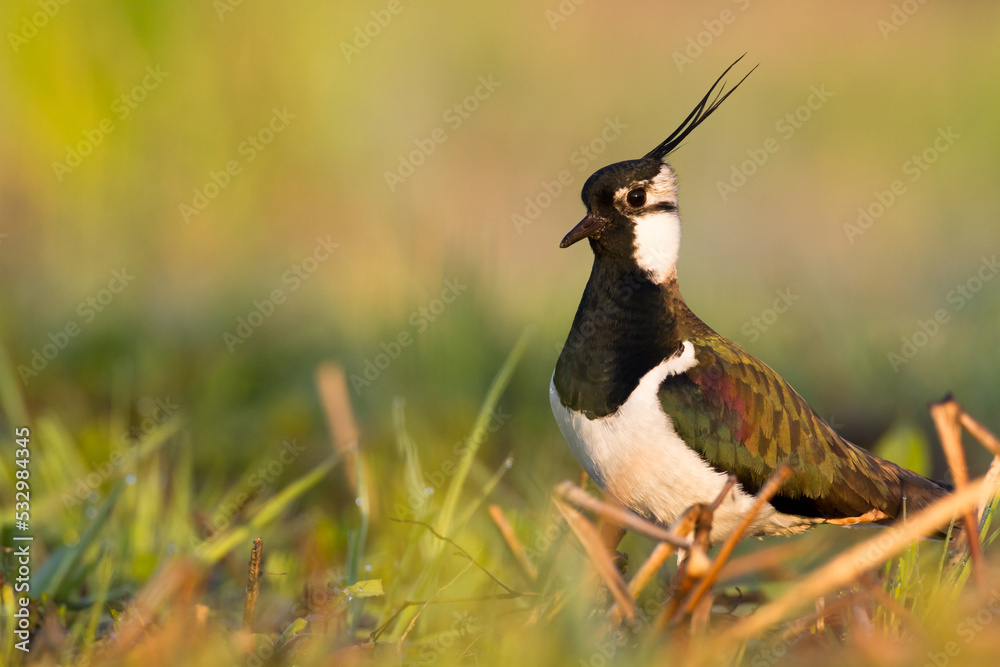 Obraz premium Bird Lapwing Vanellus vanellus on green background spring time Poland Europe migratory bird