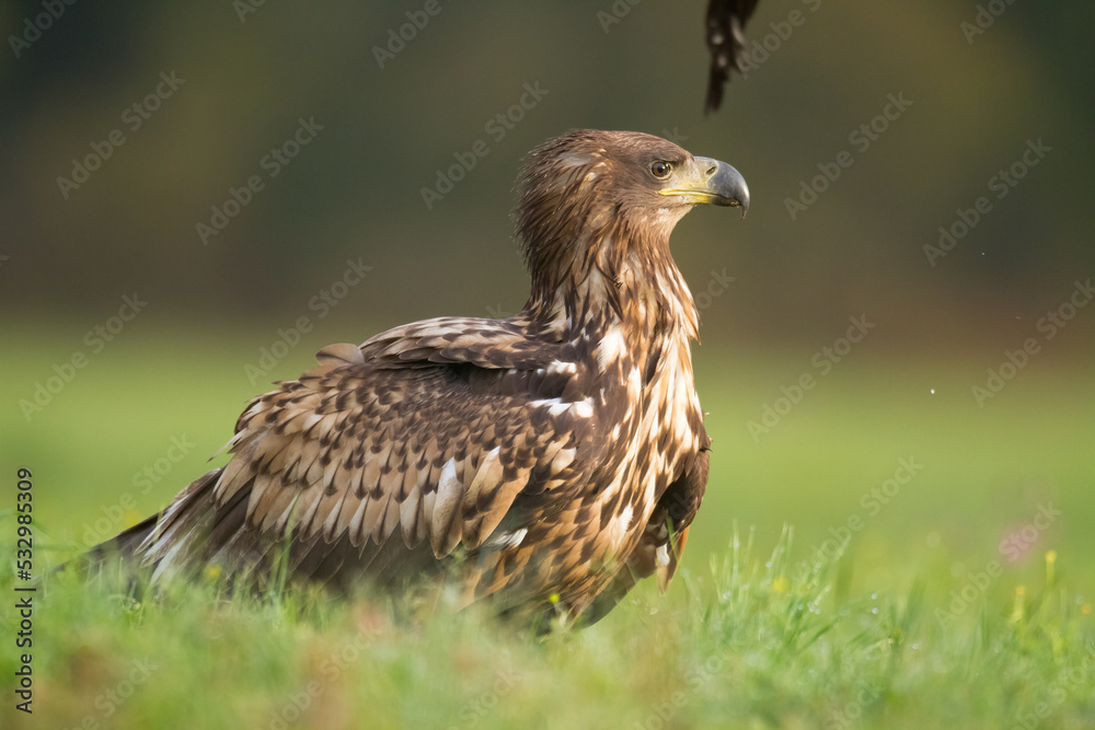 Majestic predator White-tailed eagle, Haliaeetus albicilla in Poland wild nature Majestic predator White-tailed eagle, Haliaeetus albicilla in Poland wild nature