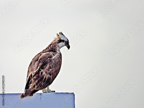 Seeadler auf Beobachtungsposten