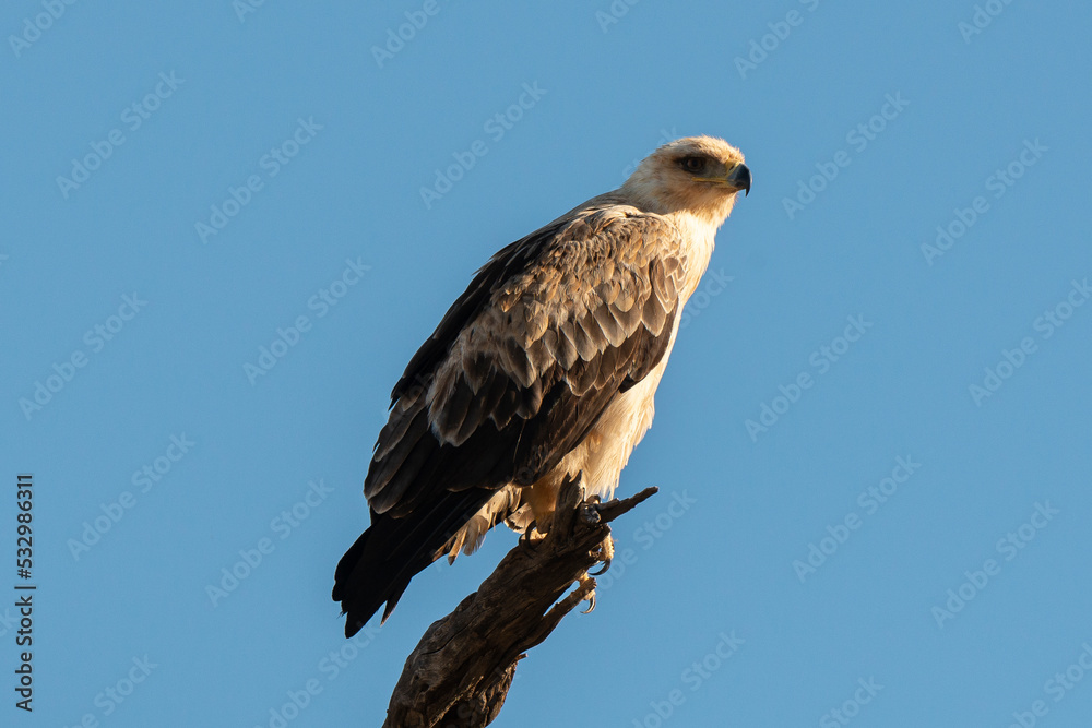 Aigle de Wahlberg,.Hieraaetus wahlbergi, Wahlberg's Eagle Aigle de Wahlberg,.Hieraaetus wahlbergi, Wahlberg's Eagle