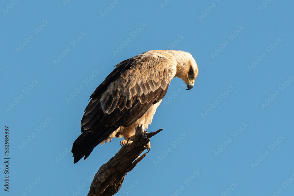 Aigle de Wahlberg,.Hieraaetus wahlbergi, Wahlberg's Eagle Aigle de Wahlberg,.Hieraaetus wahlbergi, Wahlberg's Eagle