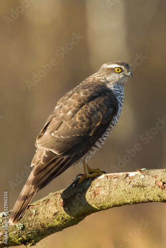 Birds of prey Sparrowhawk Accipiter nisus, hunting time bird sitting on the branch, Poland Europe