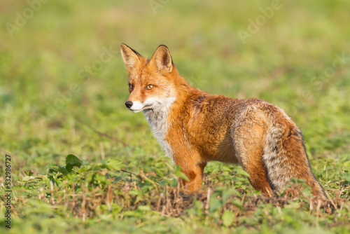Fox (Vulpes vulpes) in autumn scenery, Poland Europe, animal walking among meadow hunting time