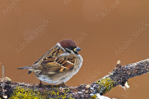 Bird tree sparrow Passer domesticus winter time bird in brown background, Poland Europe