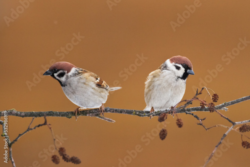 Bird two tree sparrow Passer domesticus winter time bird in brown background, Poland Europe