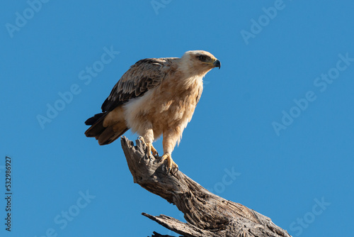 Aigle de Wahlberg,.Hieraaetus wahlbergi, Wahlberg's Eagle